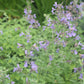 Nepeta Walkers Low