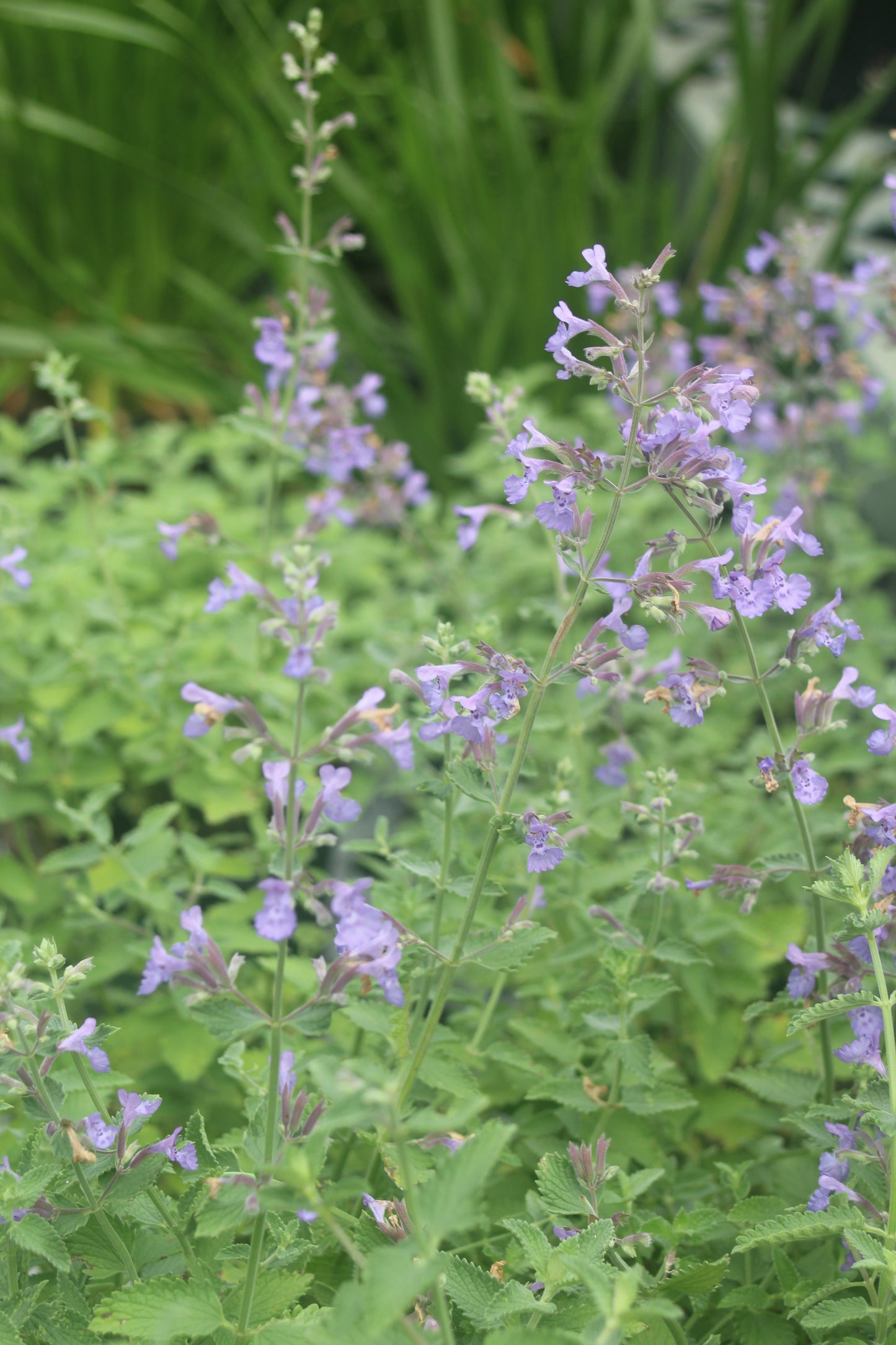 Nepeta Walkers Low