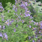 Nepeta Walkers Low