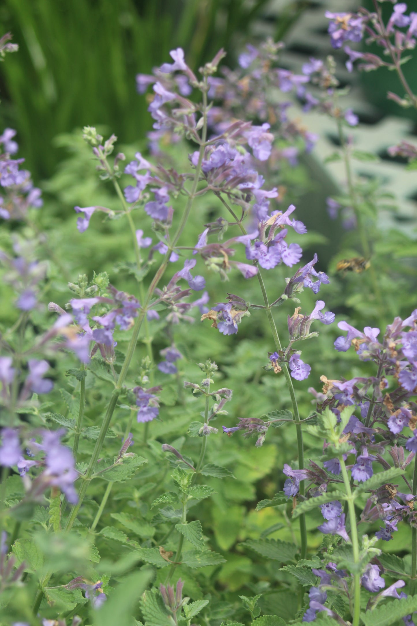 Nepeta Walkers Low