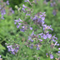 Nepeta Walkers Low