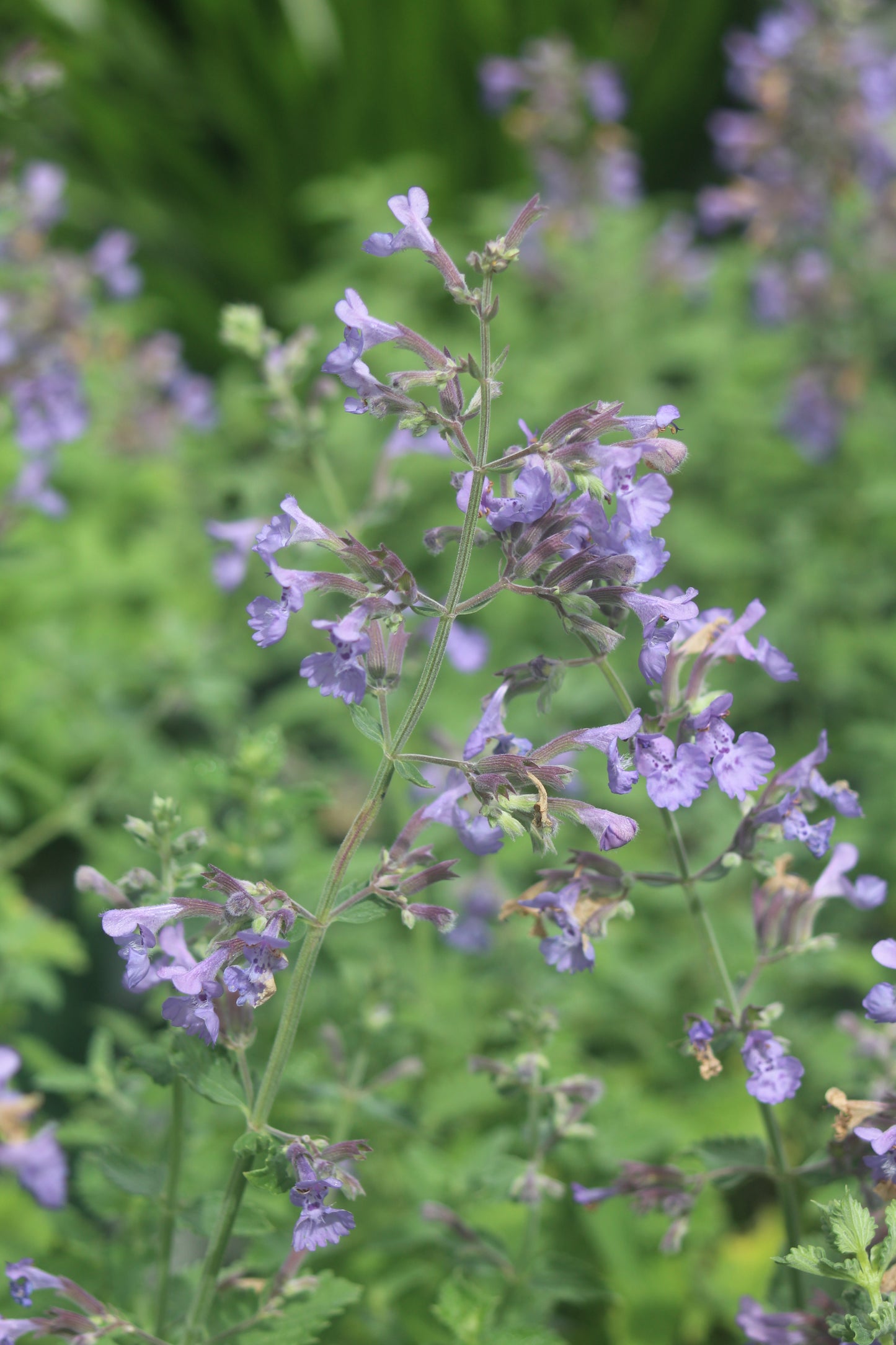 Nepeta Walkers Low