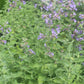 Nepeta Walkers Low