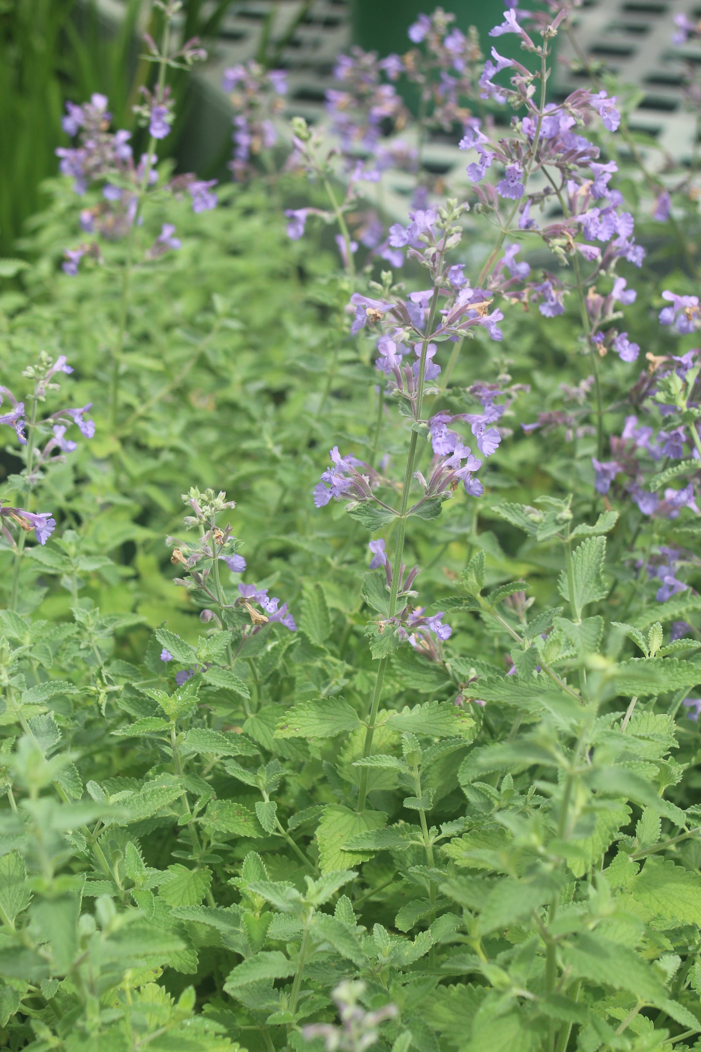 Nepeta Walkers Low