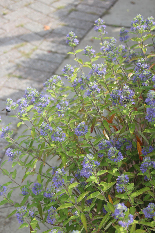 CARYOPTERIS X CLAND. `BEEKEEPER 2g