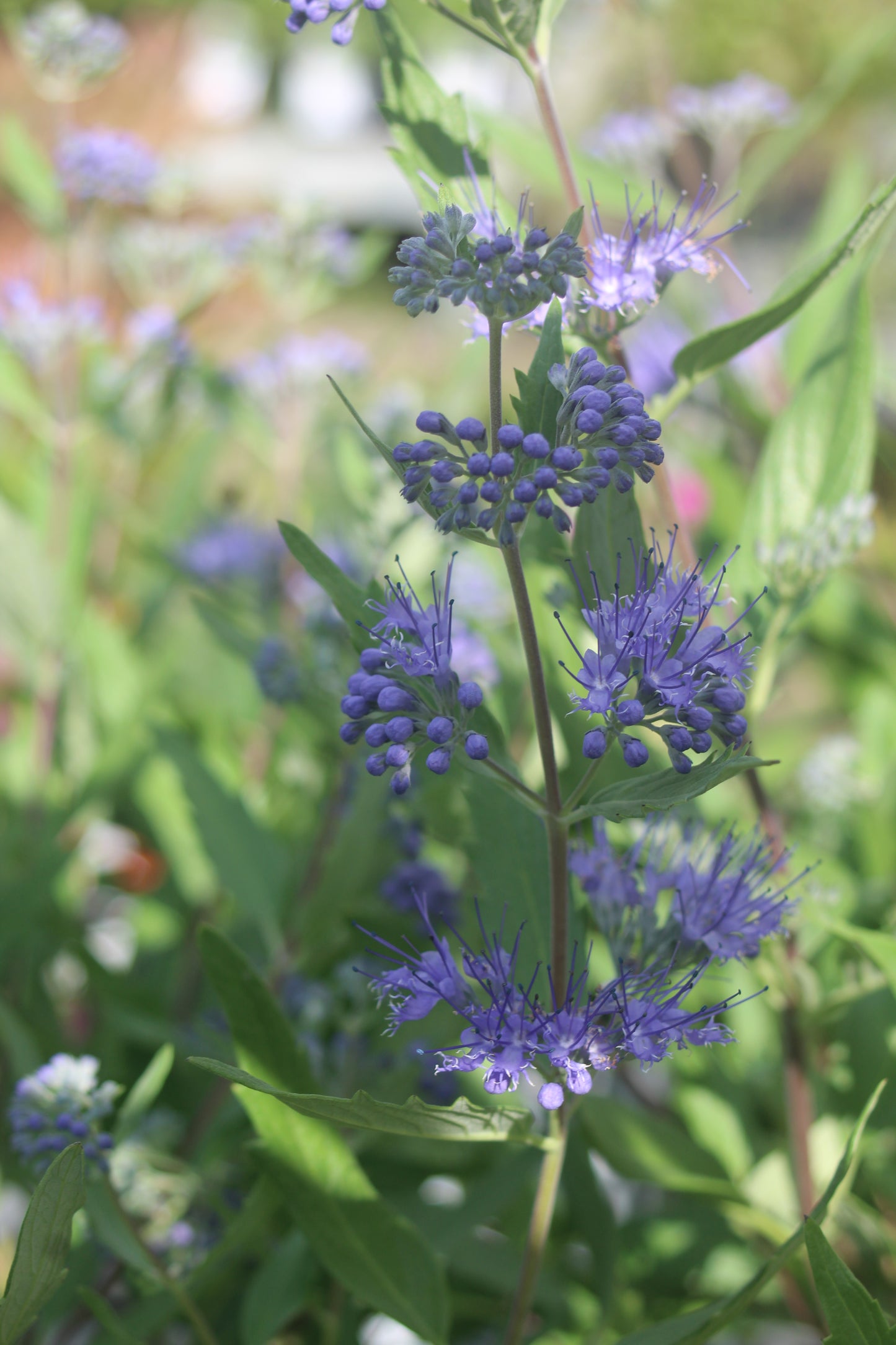 Caryopteris x Dark Knight 2g