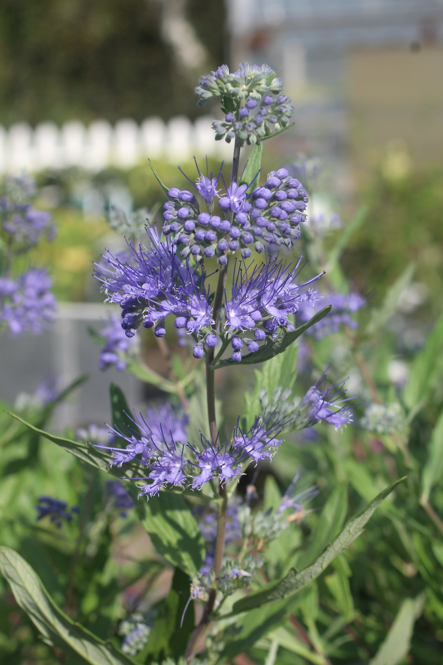 Caryopteris x Dark Knight 2g