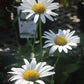 Leucanthemum x superbum Becky 1g