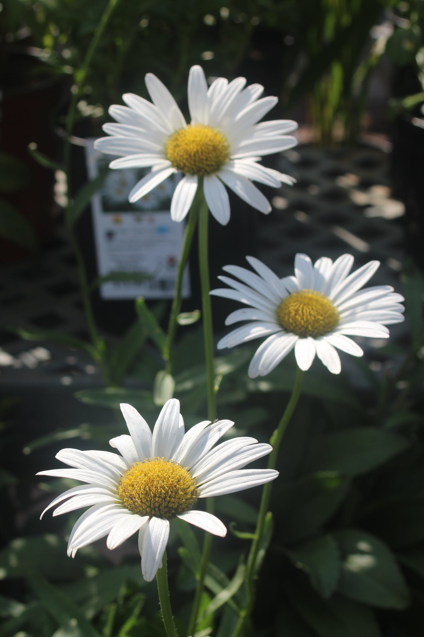 Leucanthemum x superbum Becky 1g