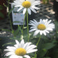 Leucanthemum x superbum Becky 1g