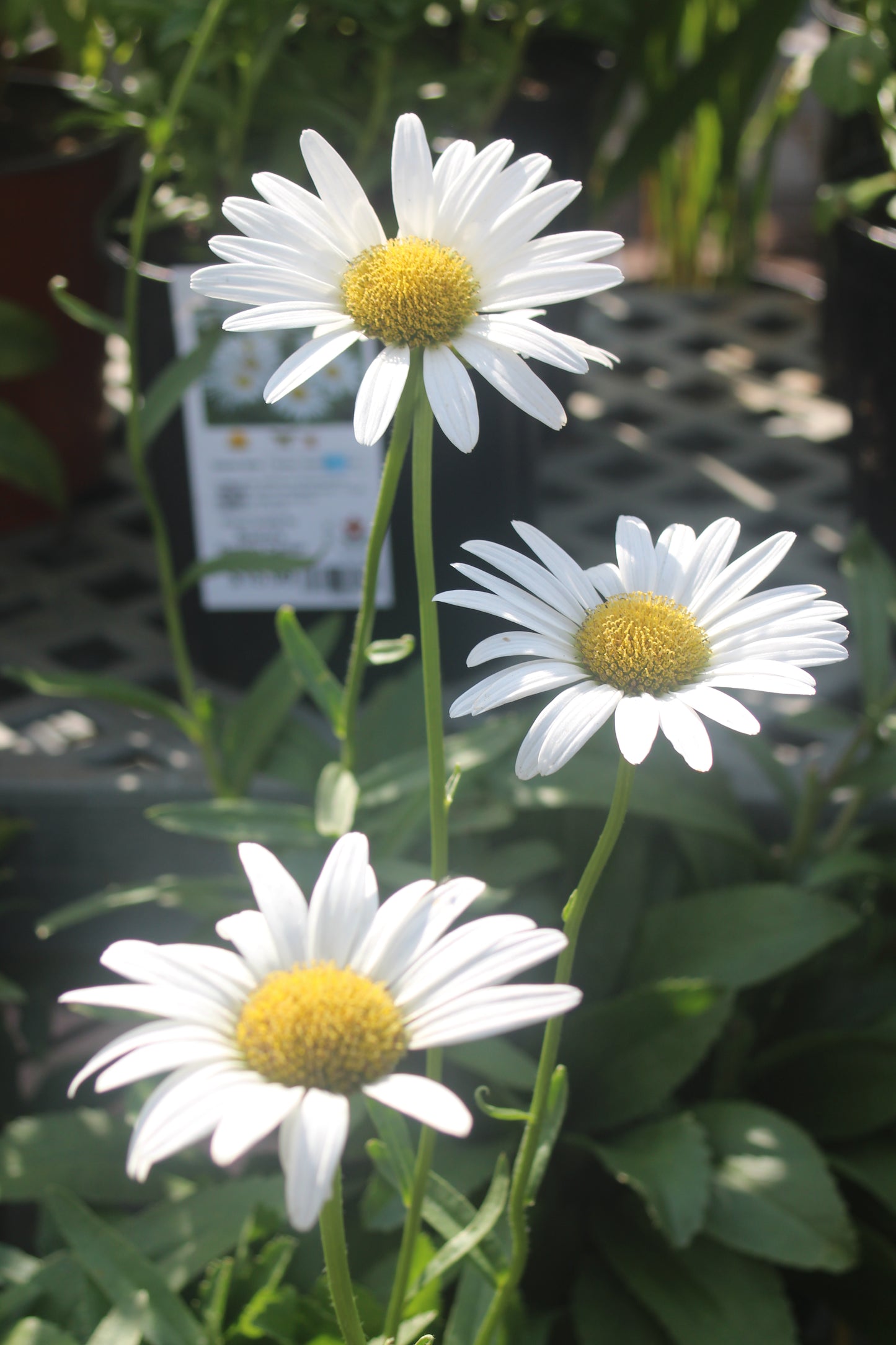 Leucanthemum x superbum Becky 1g