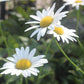 Leucanthemum x superbum Becky 1g