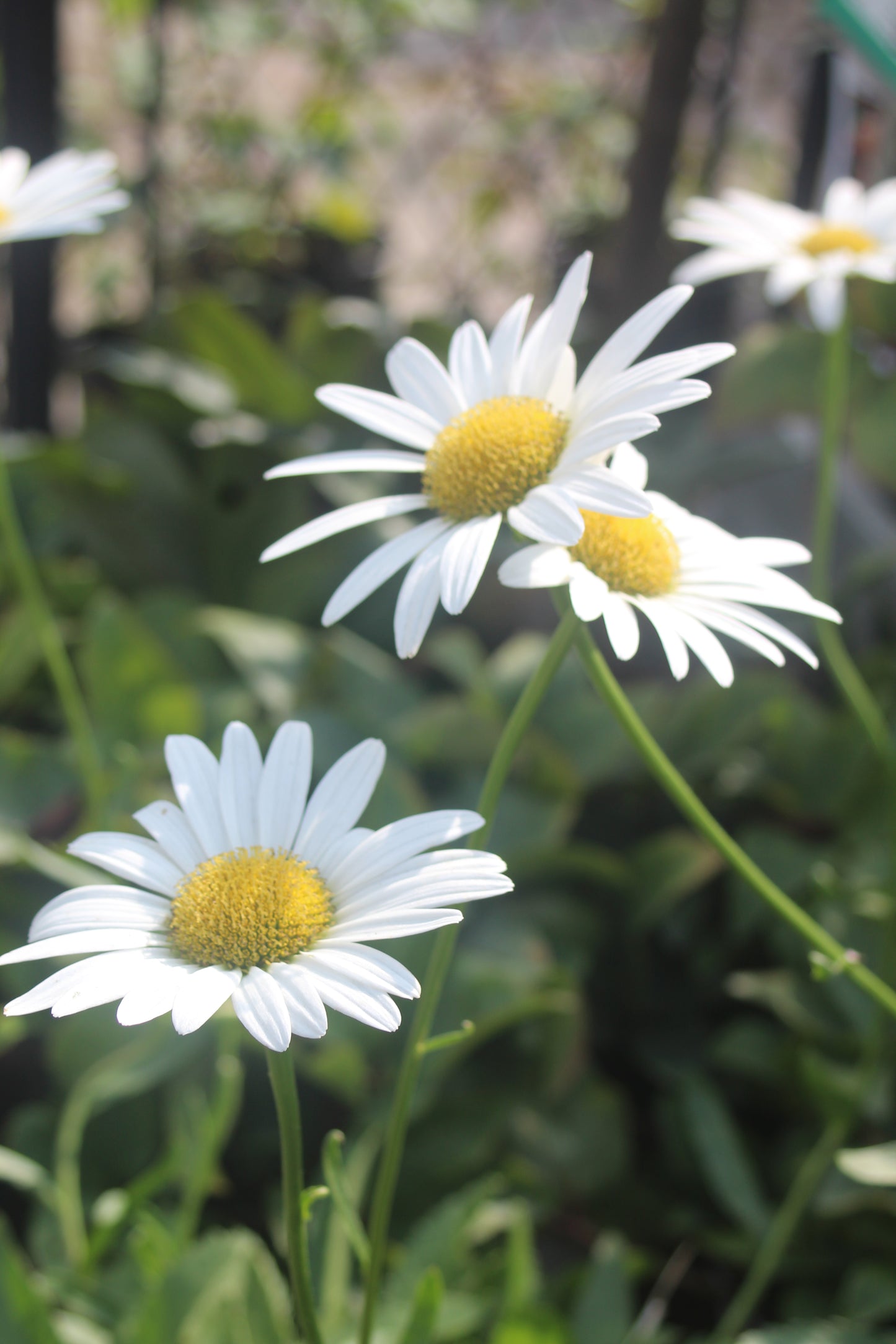 Leucanthemum x superbum Becky 1g