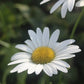 Leucanthemum x superbum Becky 1g