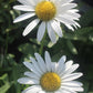 Leucanthemum x superbum Becky 1g