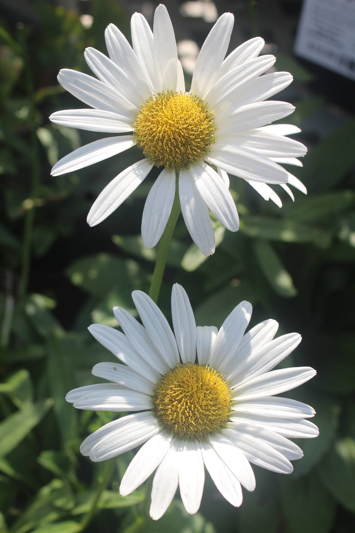 Leucanthemum x superbum Becky 1g