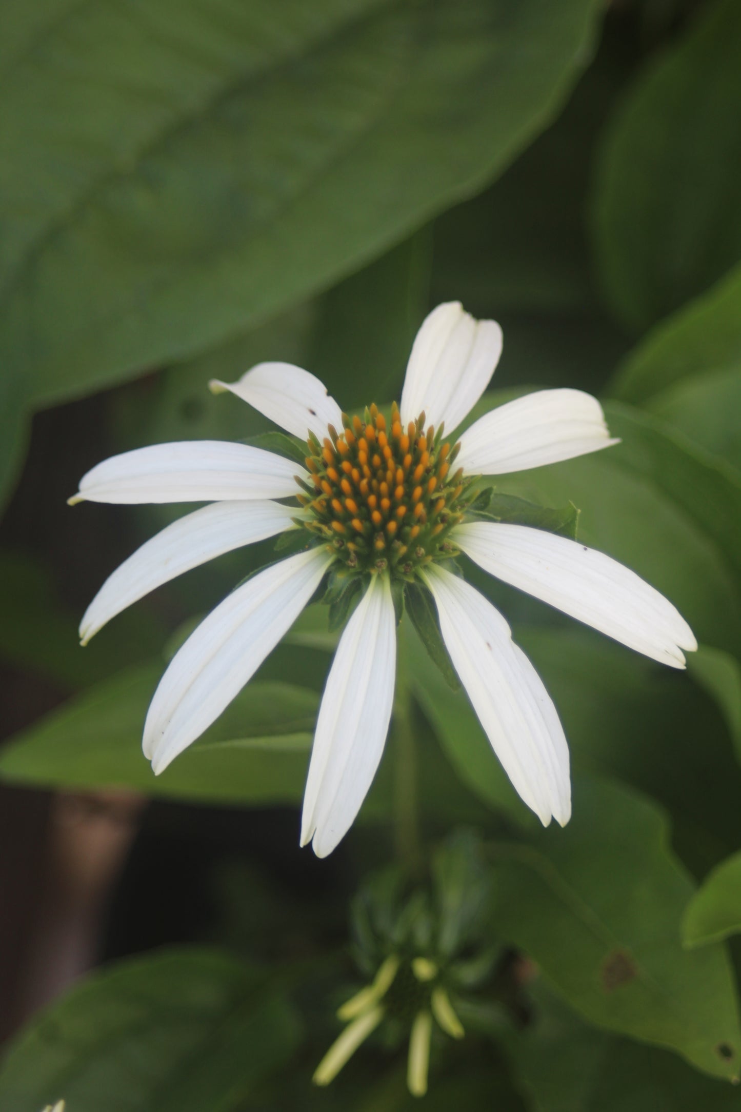 Echinacea White Swan 1g