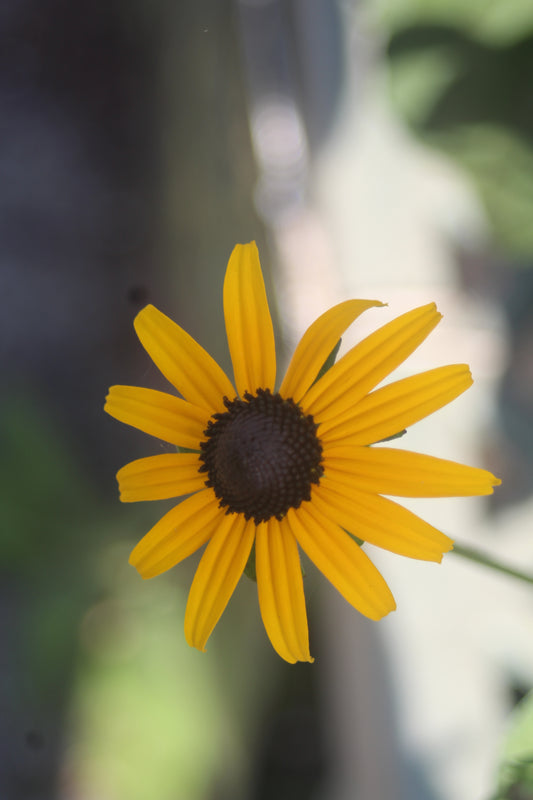 Rudbeckia Goldsturm