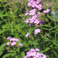 PHLOX paniculata Jeana