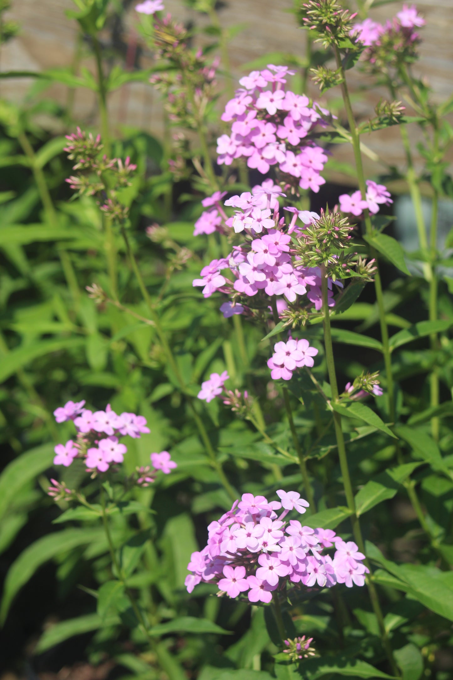 PHLOX paniculata Jeana