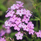 PHLOX paniculata Jeana