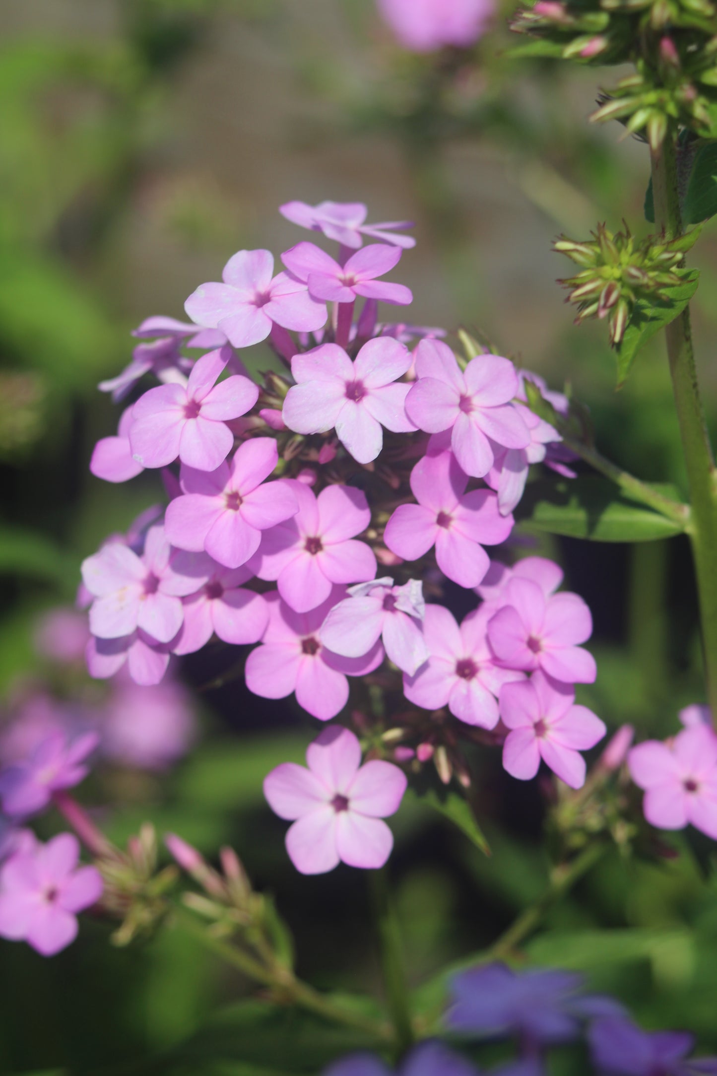 PHLOX paniculata Jeana