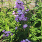 PHLOX paniculata Jeana