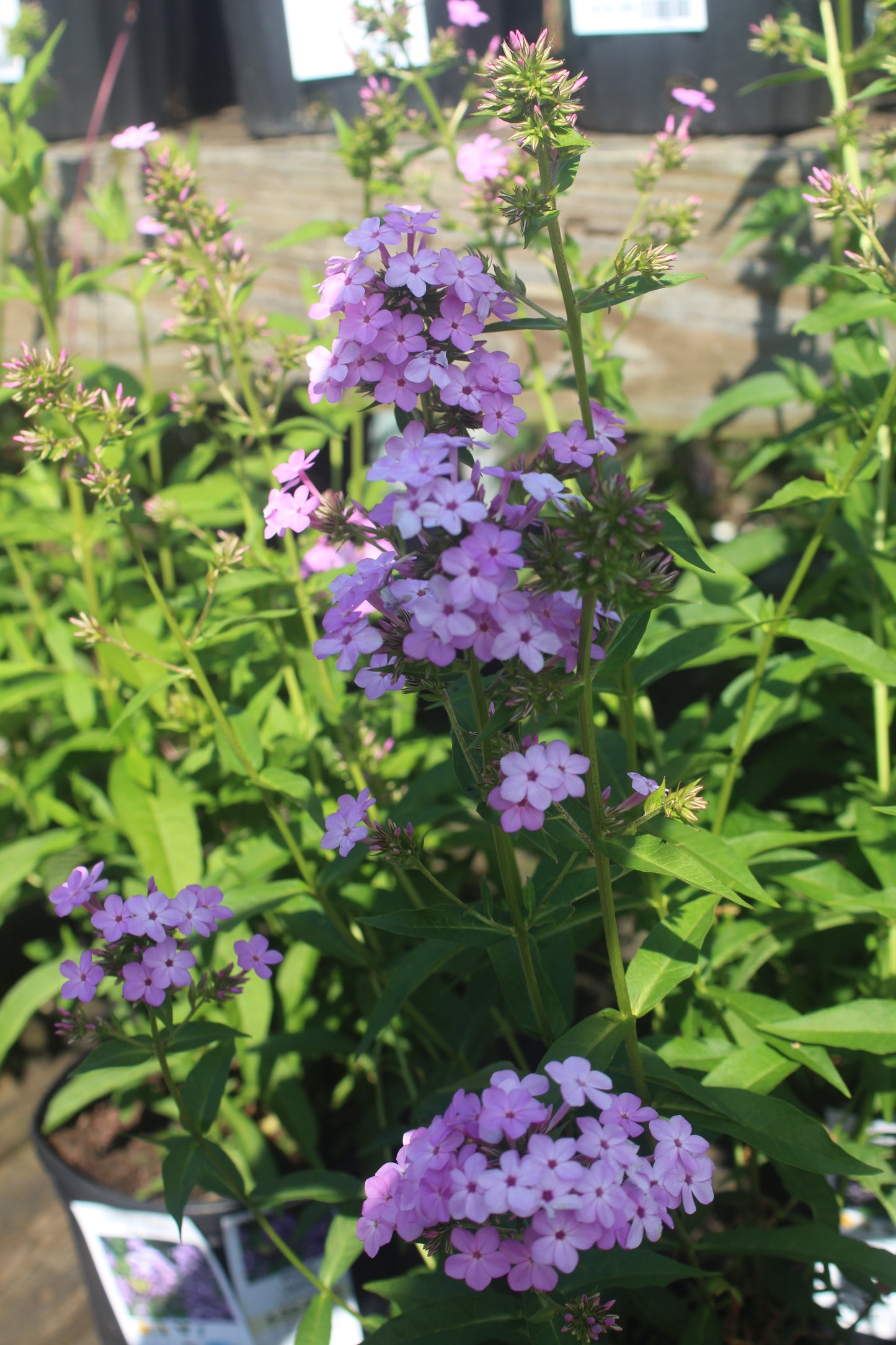 PHLOX paniculata Jeana