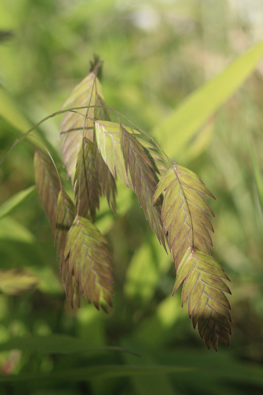 Chasmanthium latifolium  2g