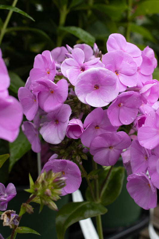 PHLOX Fashionably Early Flamingo 1g