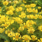 Helenium Sombrero