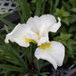 Iris s. Snow Queen 1g