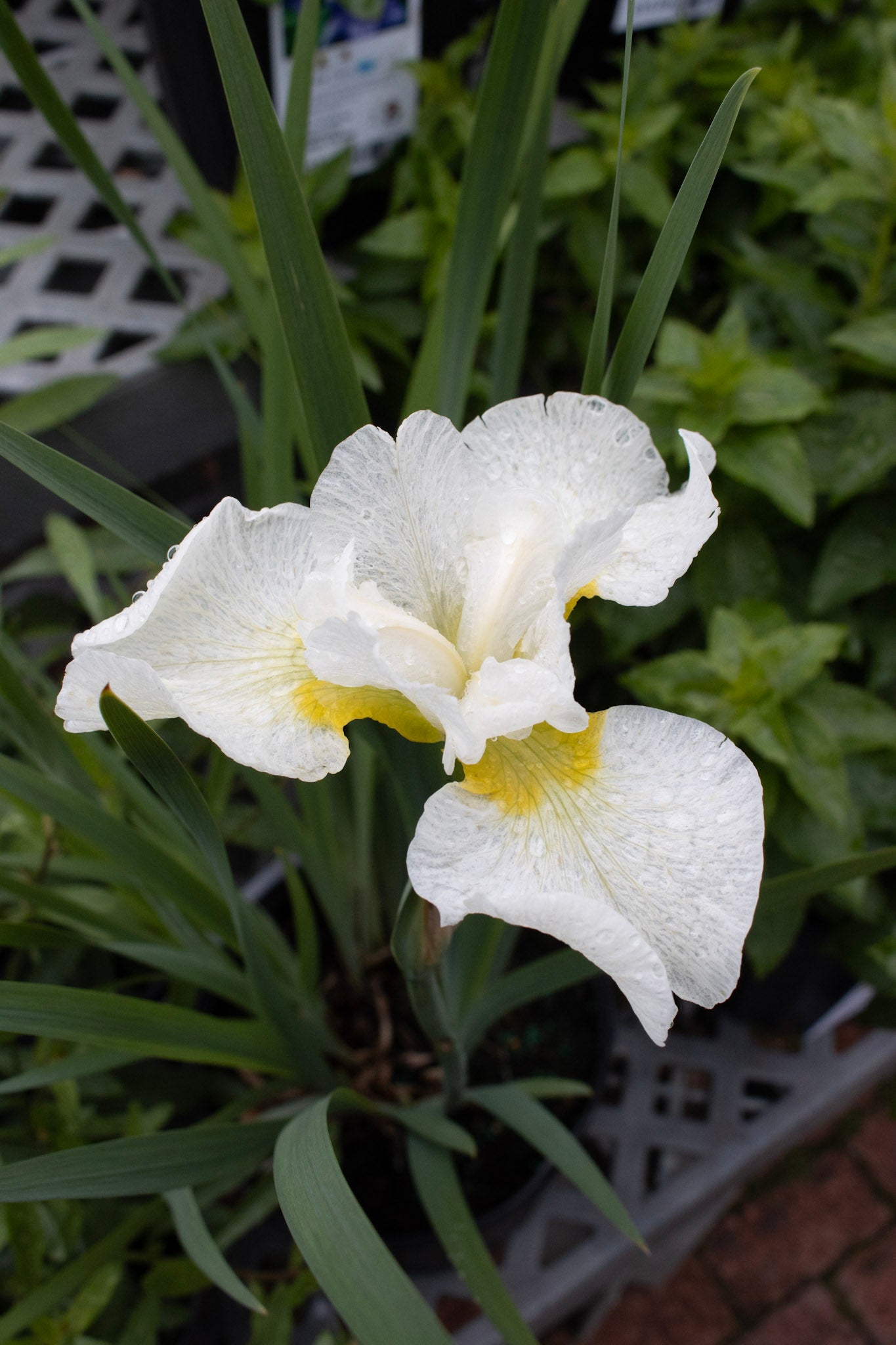 Iris s. Snow Queen 1g