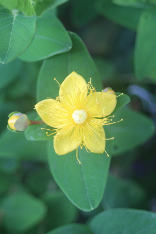 HYPERICUM INODORUM `PUMPKIN`