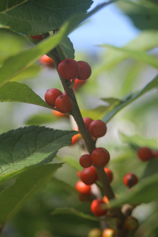 ILEX VERTICILLATA `BERRY HEAVY 3g