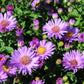 Aster Woods Purple 1g