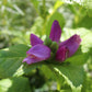 CHELONE lyonii Hot Lips 1g