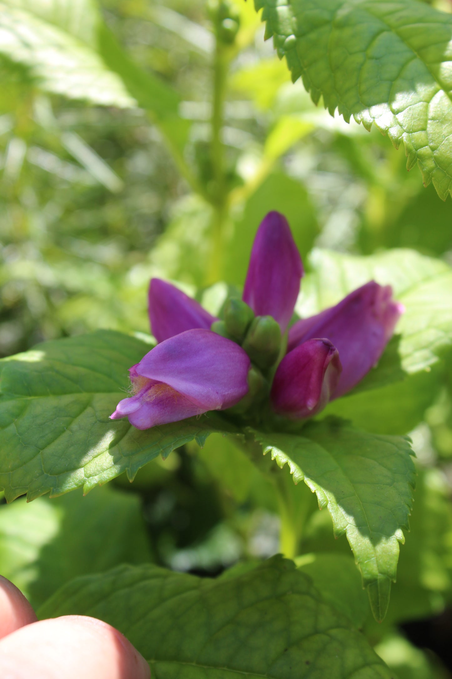 CHELONE lyonii Hot Lips 1g