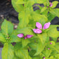 CHELONE lyonii Hot Lips 1g