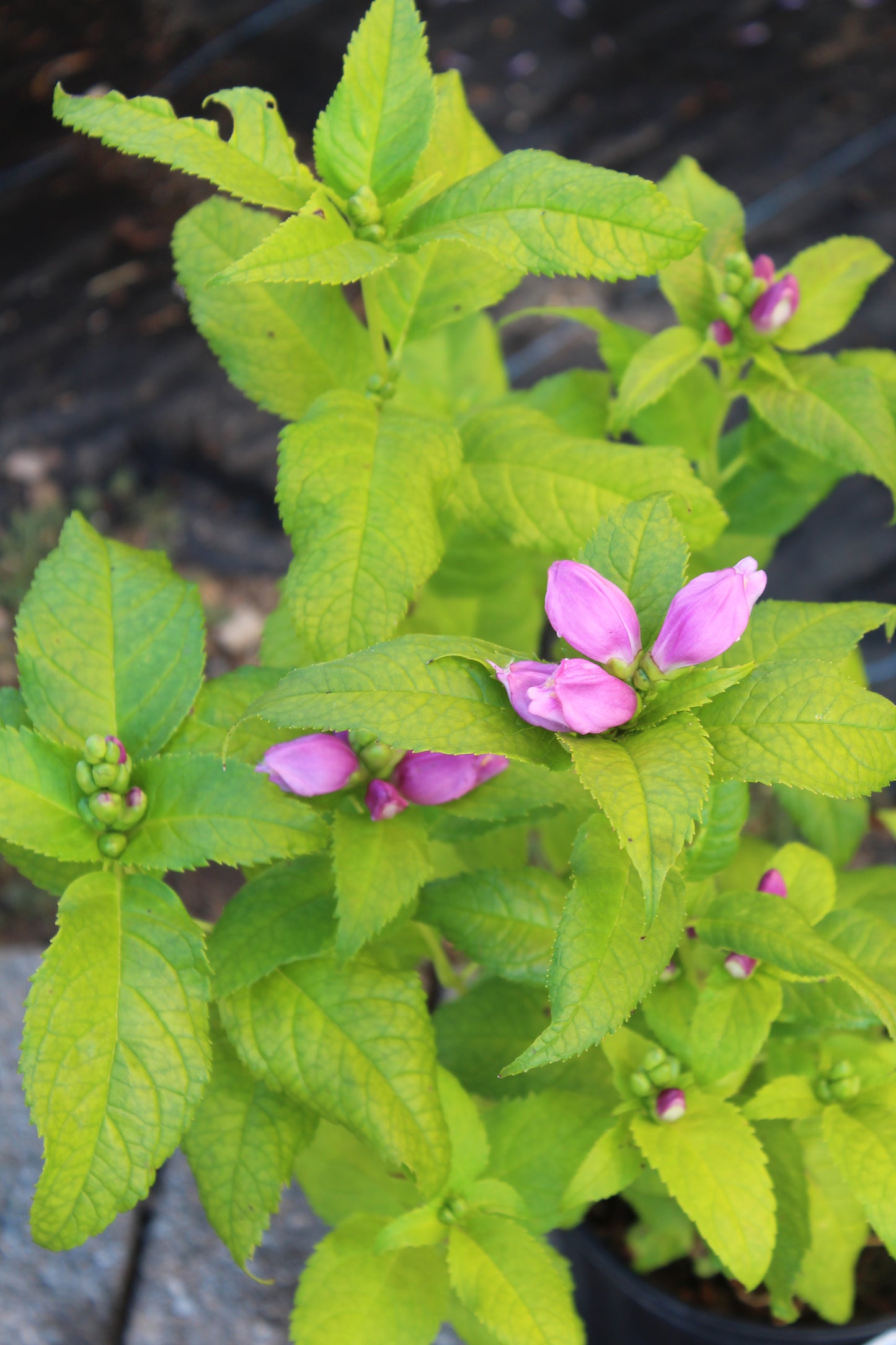 CHELONE lyonii Hot Lips 1g