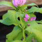 CHELONE lyonii Hot Lips 1g