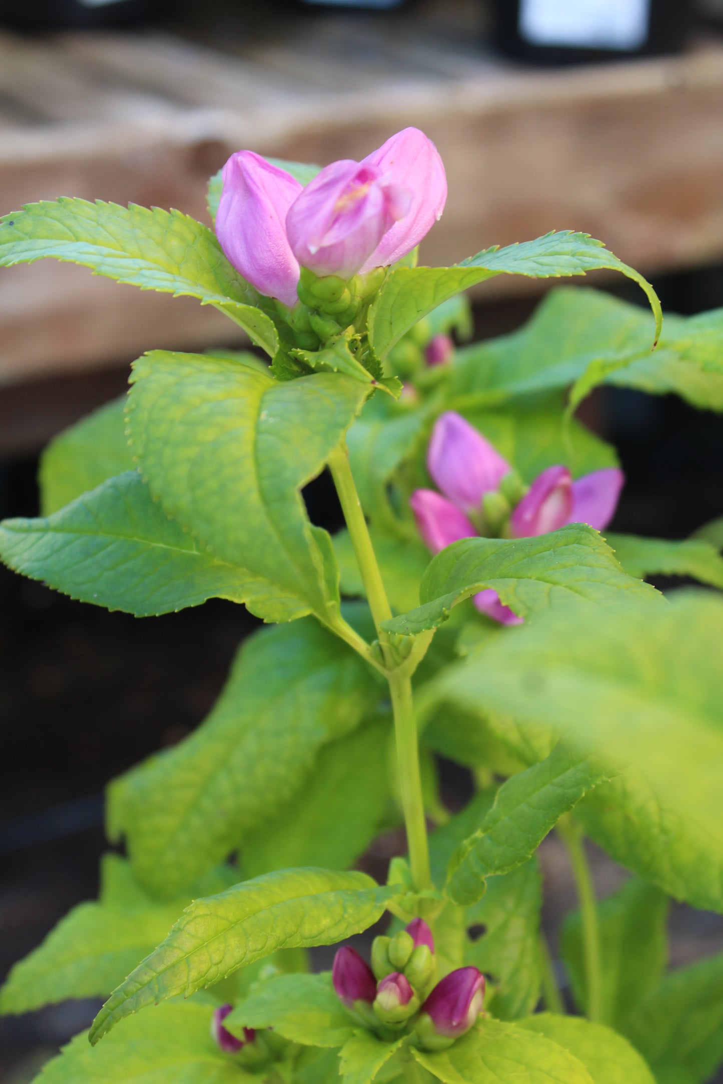 CHELONE lyonii Hot Lips 1g