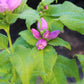 CHELONE lyonii Hot Lips 1g