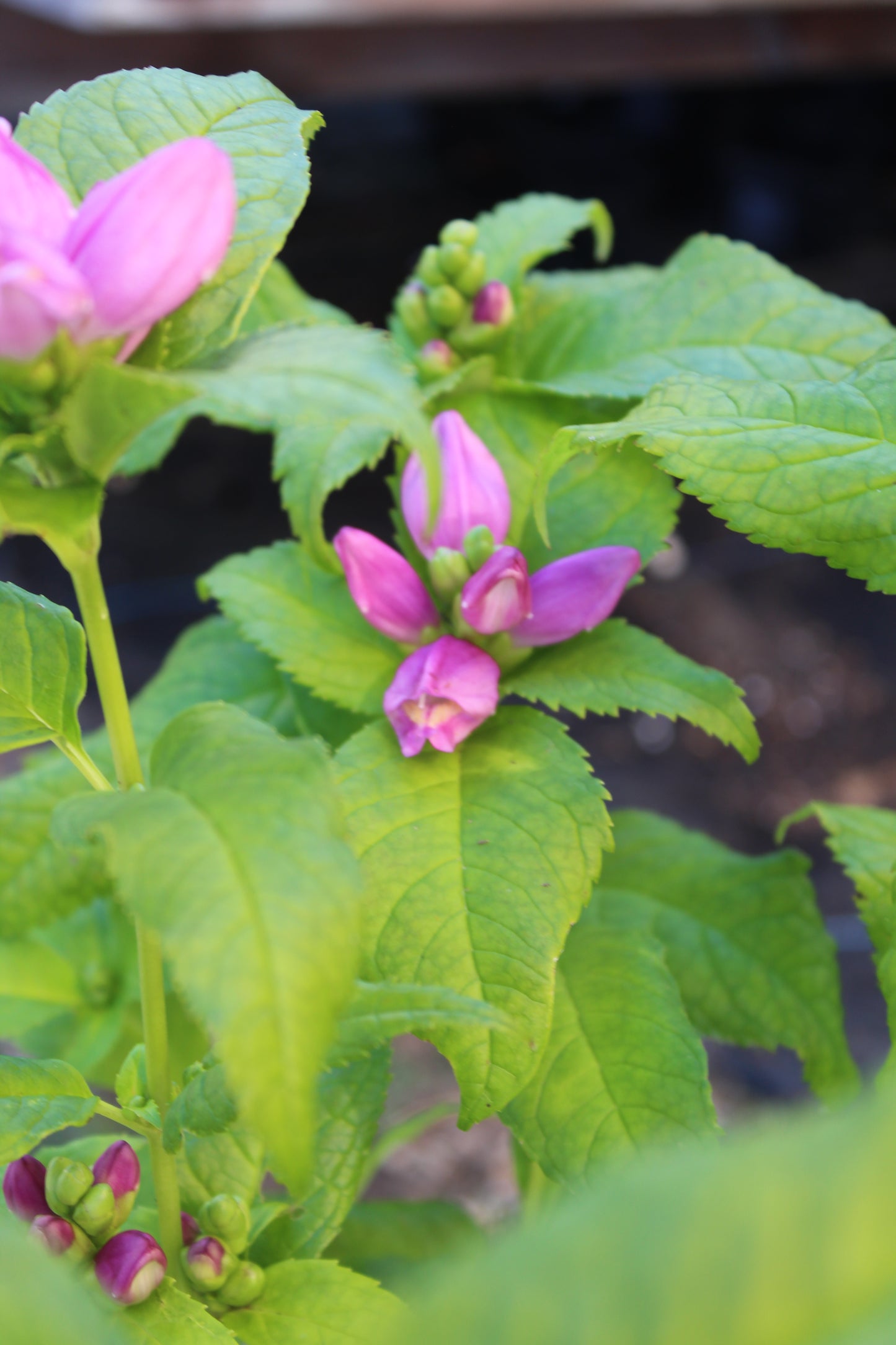CHELONE lyonii Hot Lips 1g
