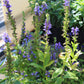 Lobelia s. Kryptonite