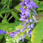 Lobelia s. Kryptonite