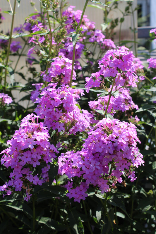 Phlox Jeana 1g