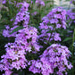 PHLOX paniculata Jeana