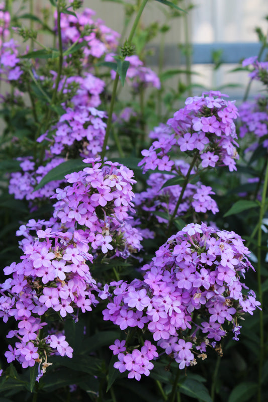 PHLOX paniculata Jeana