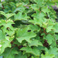 HYDRANGEA QUE. RUBY SLIPPERS 3g